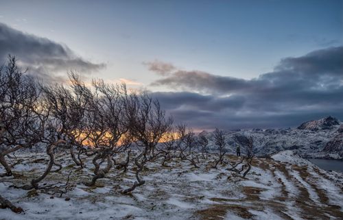 Free Breathtaking view of bare trees and snowy mountains at sunset in Nordland, Norway. Stock Photo