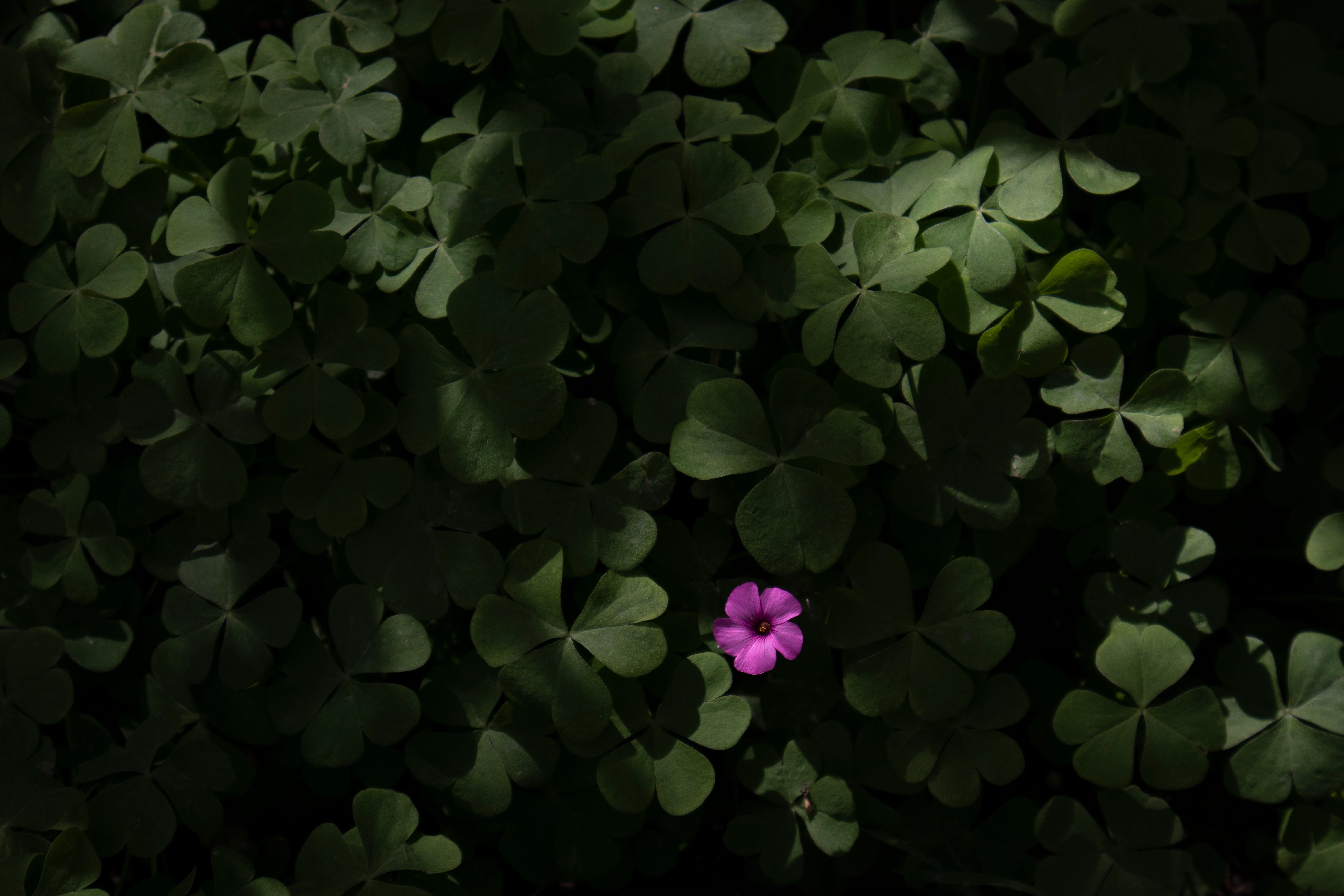 Sorrel