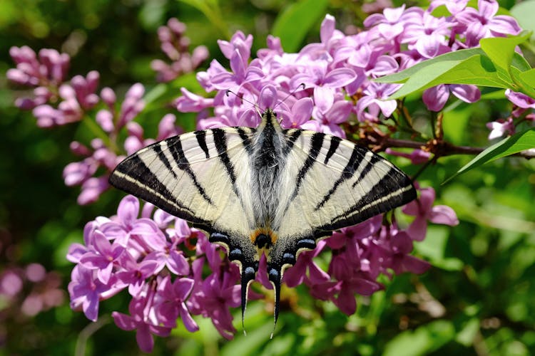 Scarce Swallowtail On Purple Flowers