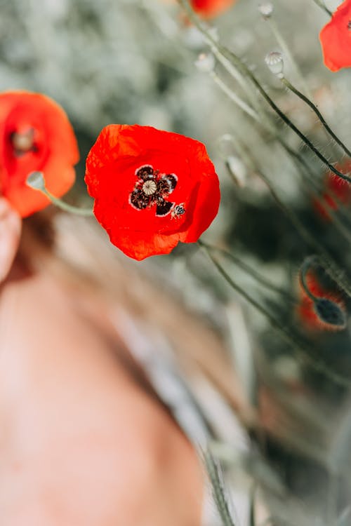 무료 붉은 꽃의 얕은 초점 사진 스톡 사진