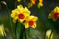 Daffodils in the Sunshine