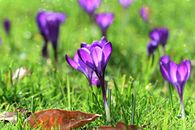 Crocus on the Lawn