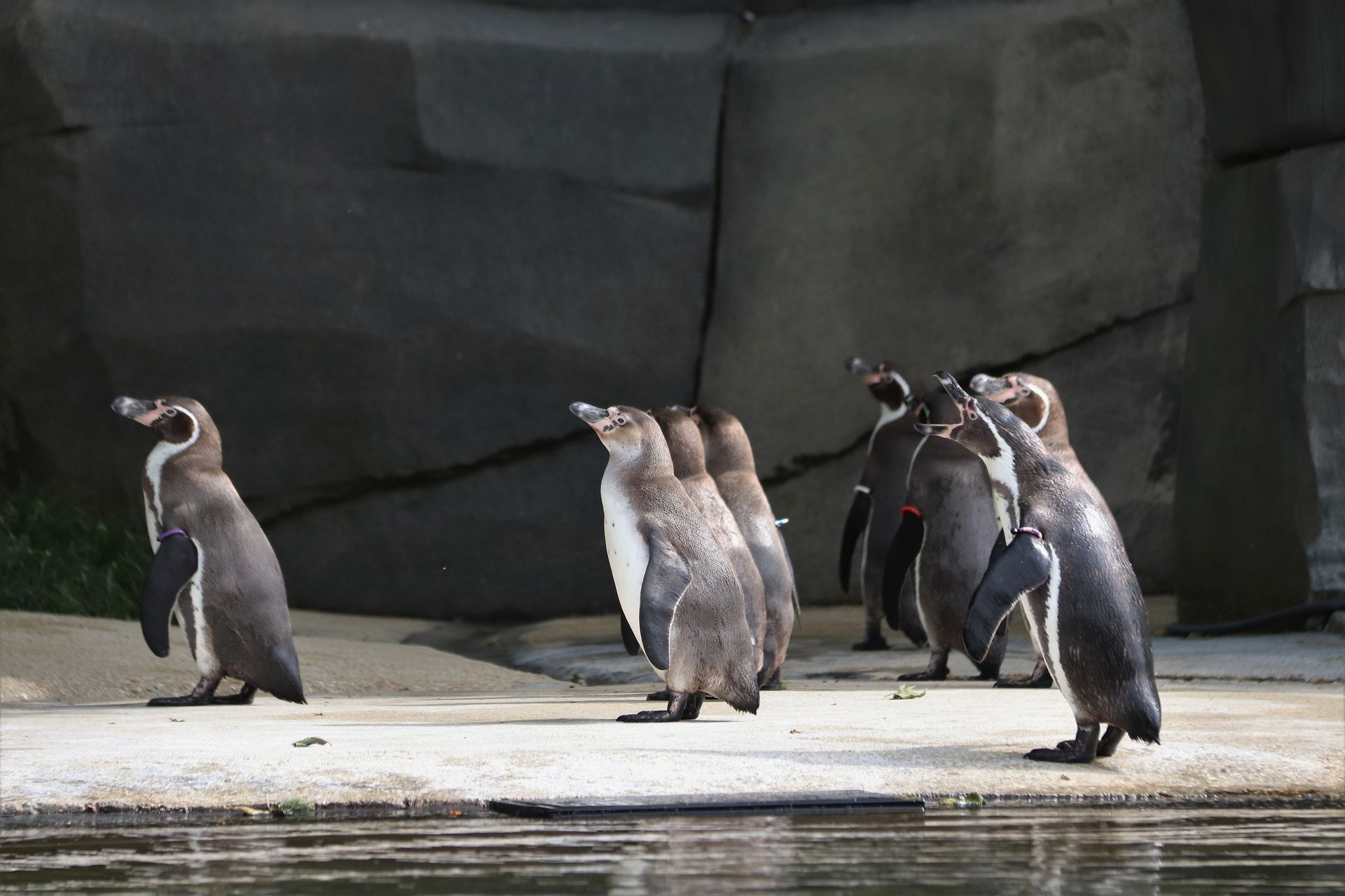A group of Humboldt penguins standing on concrete near water, Paris Zoo setting.
