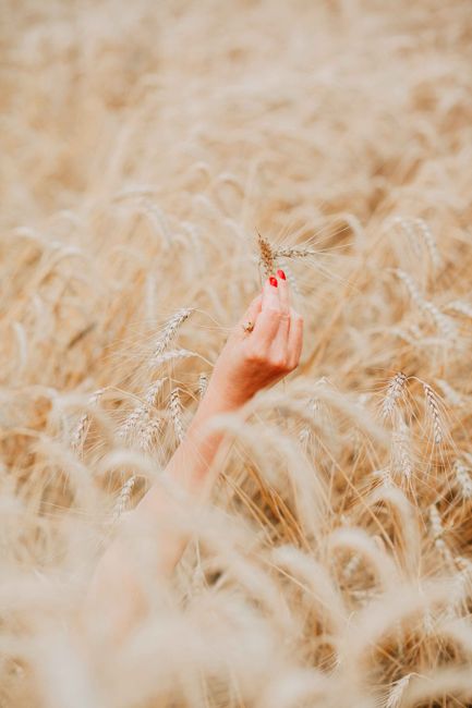 Close-up of a hand with red nails holding wheat in a sunny field.