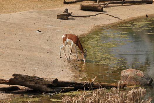 La Gazelle