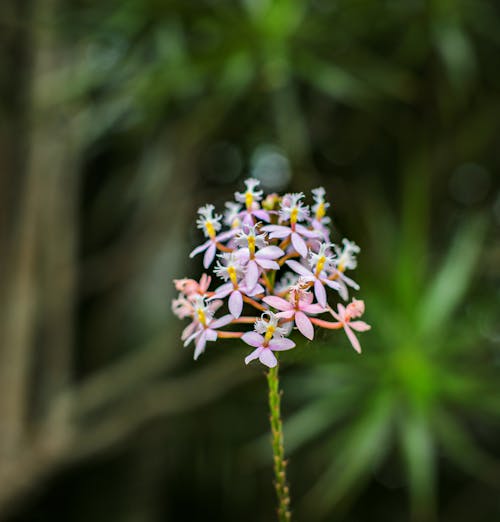 Close-Up Shot of Epidendrum Secundum Flowers
