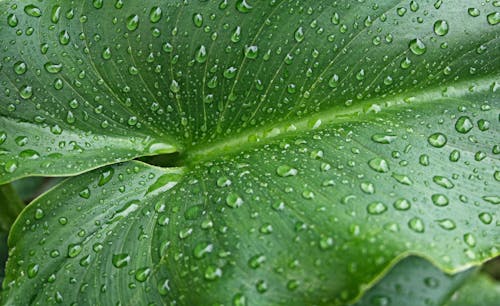 Gratis stockfoto met lilly, natuur, regen