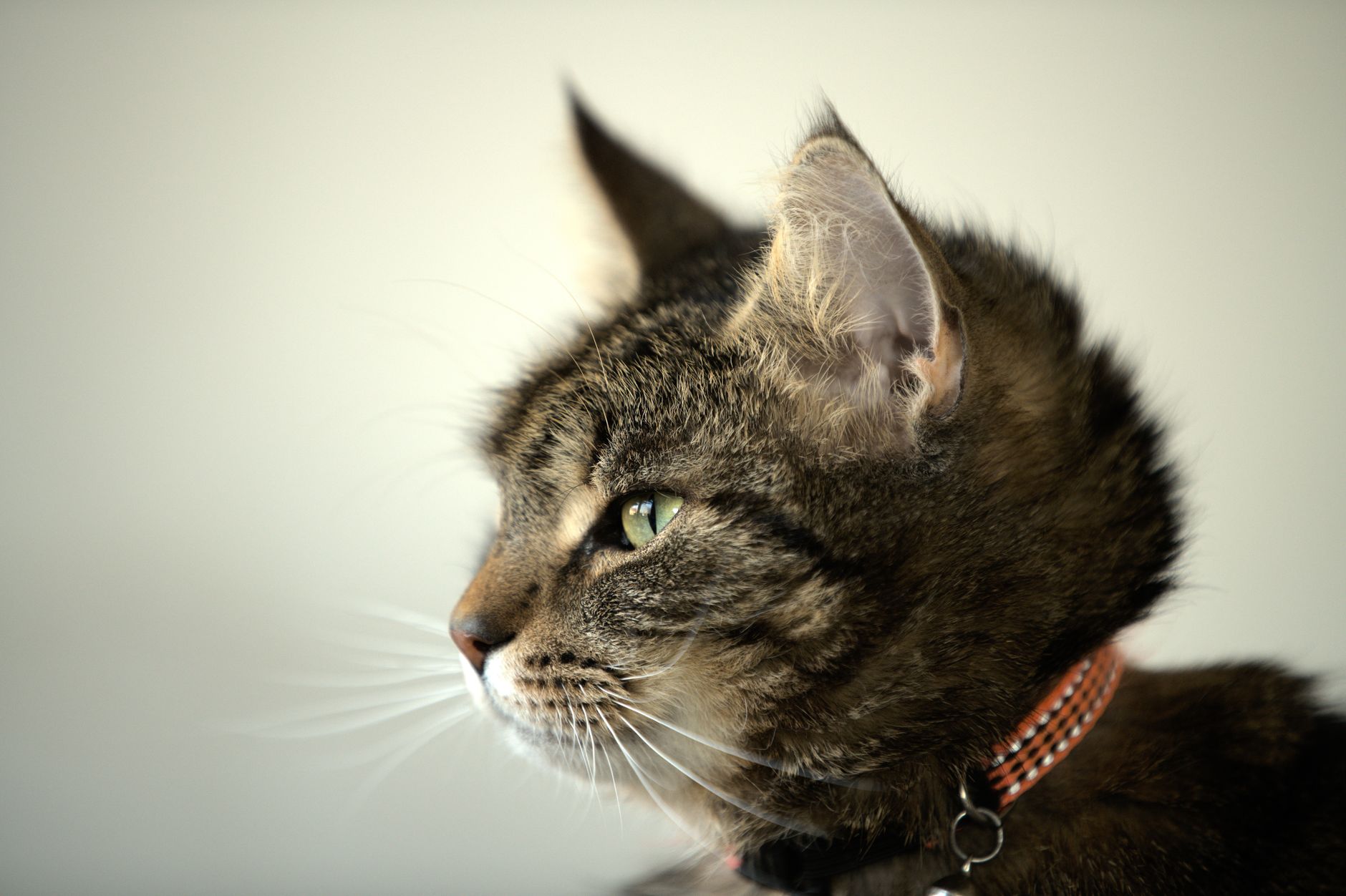 Veterinary care for a cat