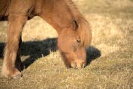 Close-up of a Shetland pony grazing on grass during a sunny day in the countryside.