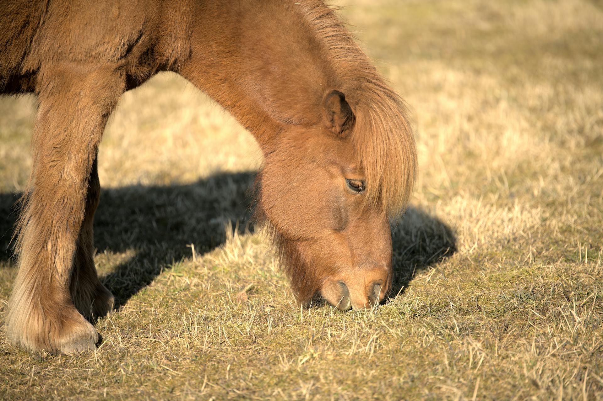 Een close-up van een bruine Shetlandpony die gras eet