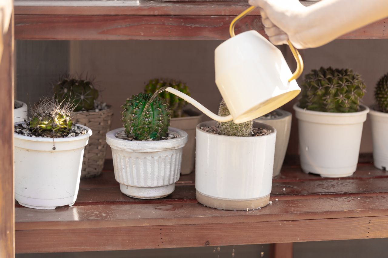 Soak and dry watering method, watering potted cacti deeply with a long-spout can