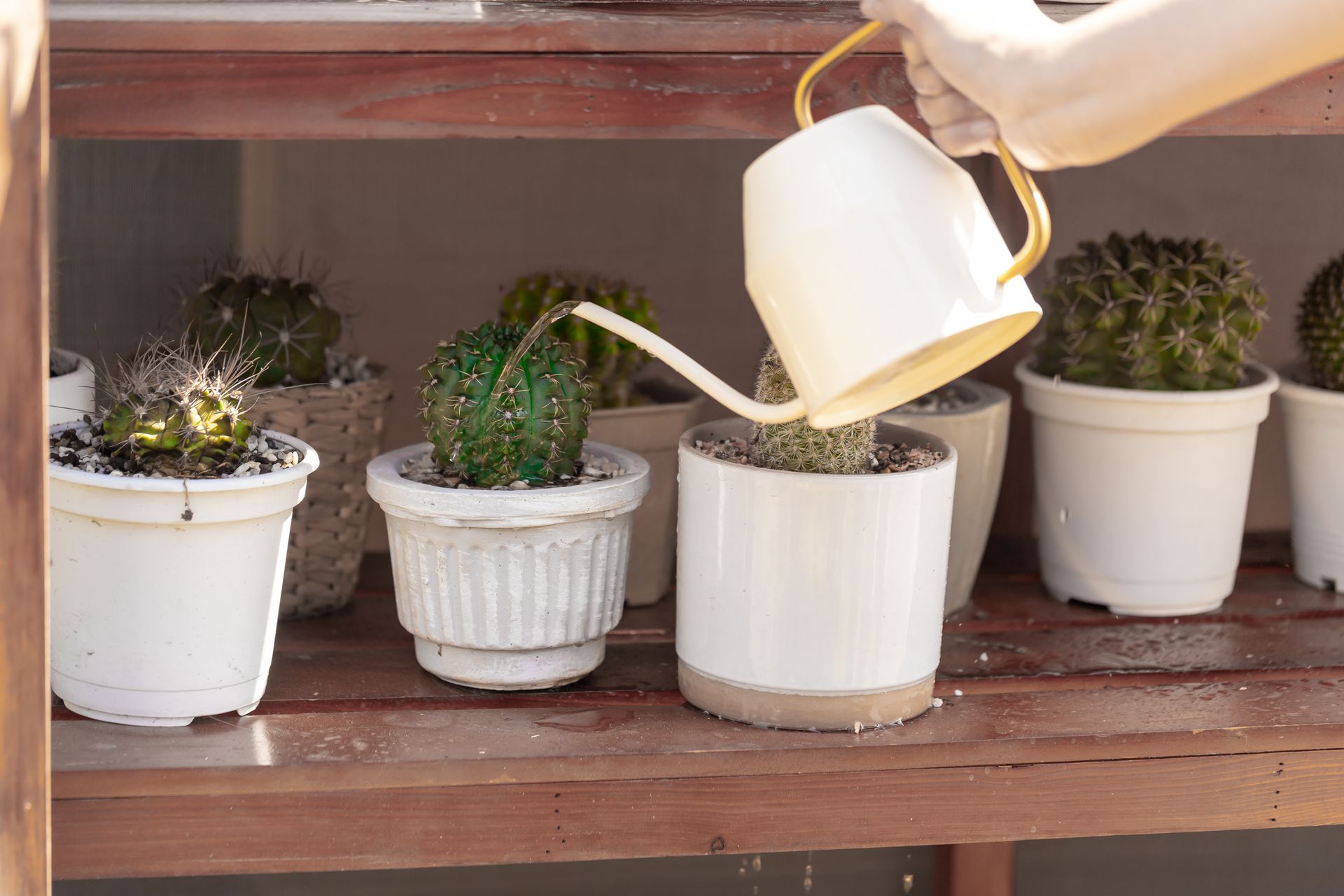 A hand watering potted cacti with a white watering can, enhancing indoor garden decor.