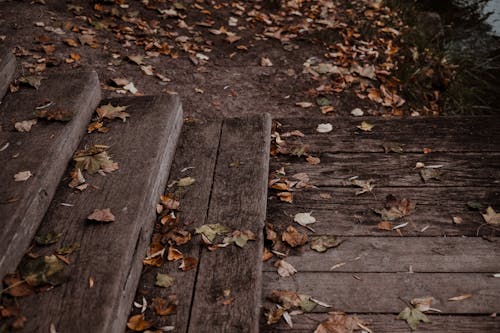 Photograph of Dry Leaves on a Wooden Surface