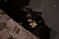 fallen leaves floating by water