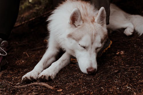 Close-Up Shot of a Siberian Husky Dog Sleeping on the Ground