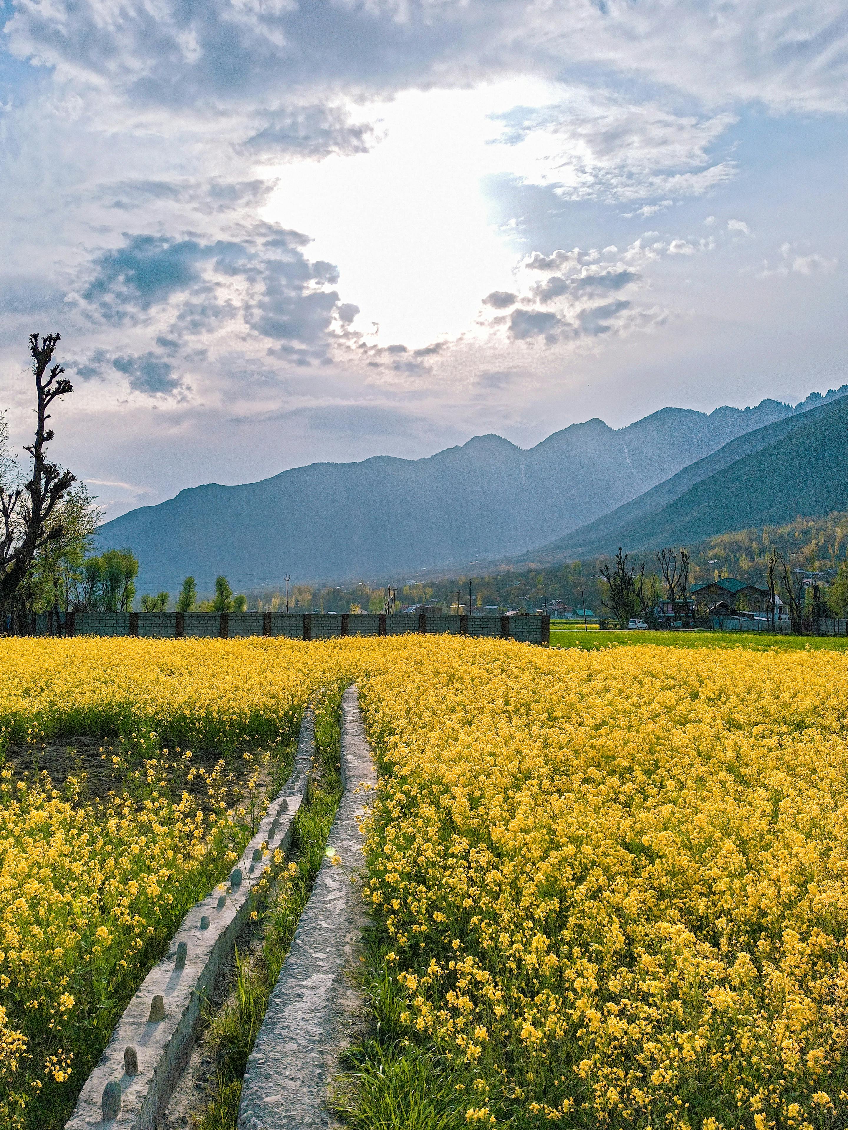Yellow Flower Field near Mountains under the Cloudy Sky · Free Stock Photo