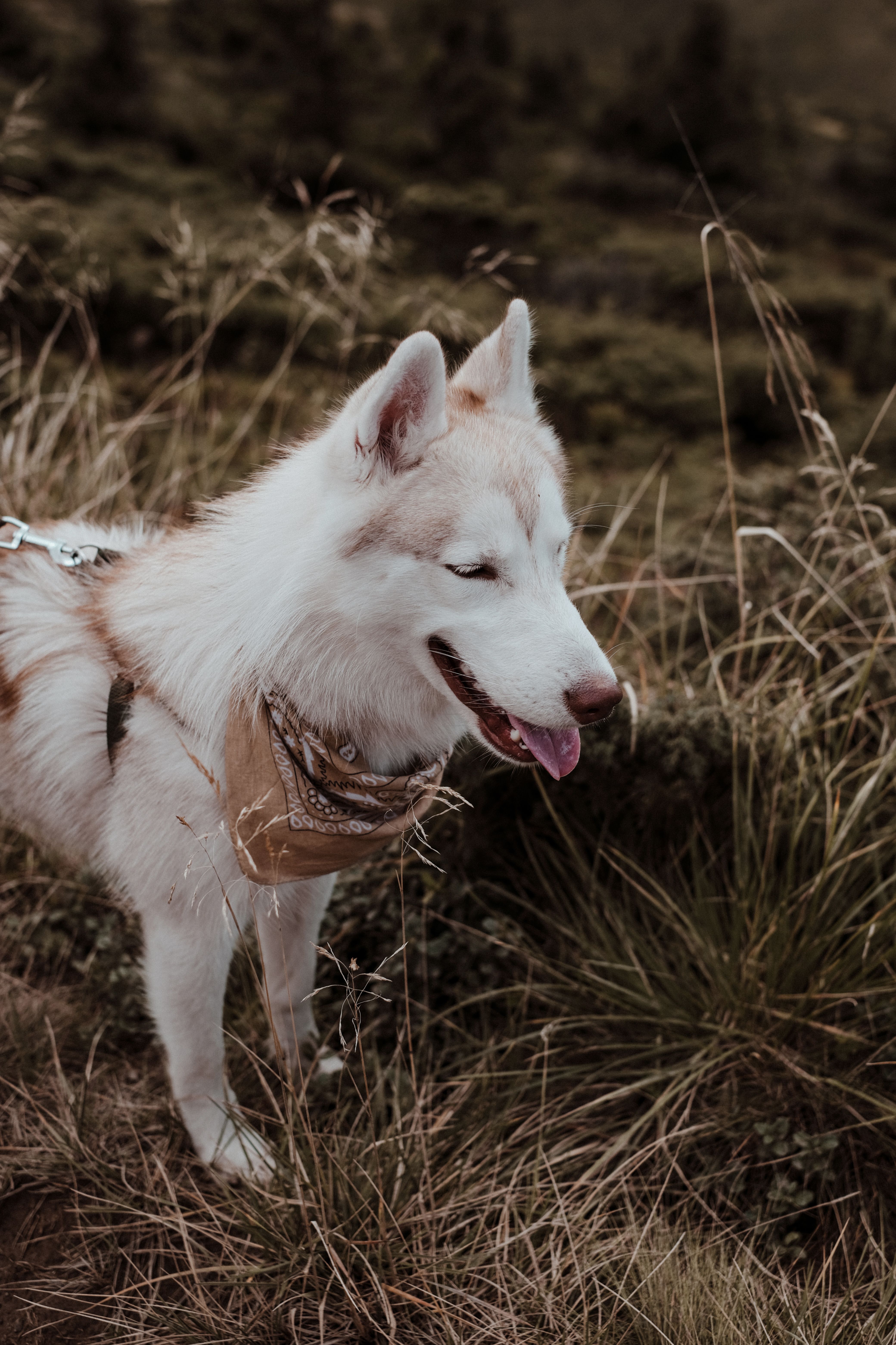 Majestic Siberian Husky standing amidst lush green grass; a serene outdoors scene.
