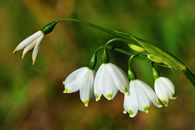 Snowdrops