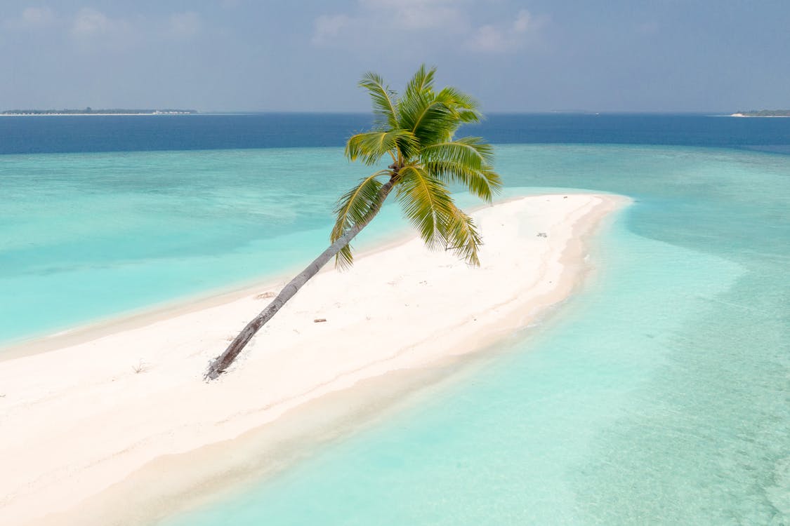 Green Palm Tree on White Sand