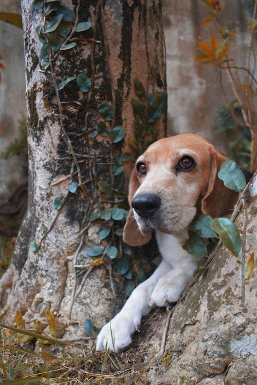 Δωρεάν στοκ φωτογραφιών με beagle, γκρο πλαν, δέντρο