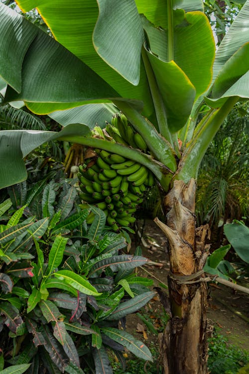 Kostnadsfri bild av bakgrund, bana, banan