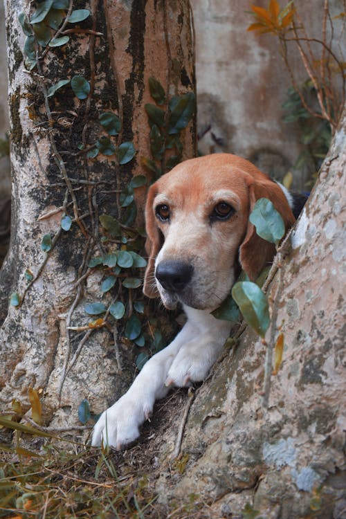 Kostnadsfri bild av beagle, däggdjur, djur