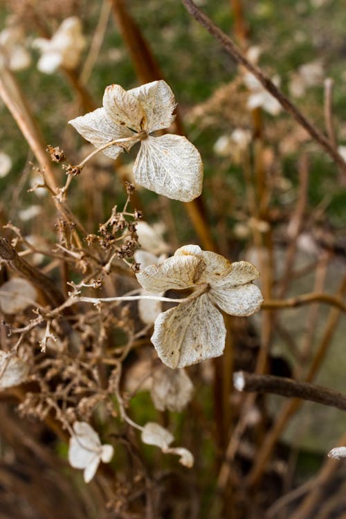 Kostnadsfri bild av bakgrund, blomma, botanik