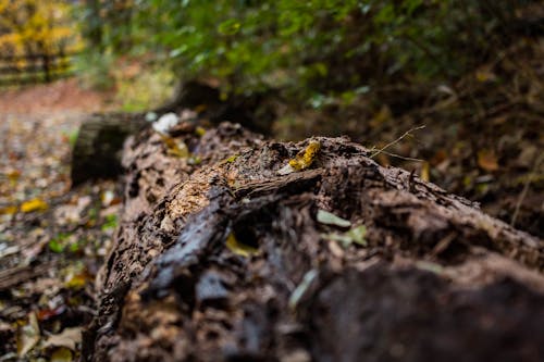 Бесплатное стоковое фото с canon, naturescape, ботаника