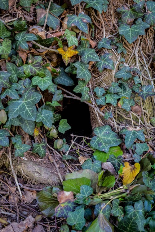 Kostnadsfri bild av bakgrund, botanik, flora