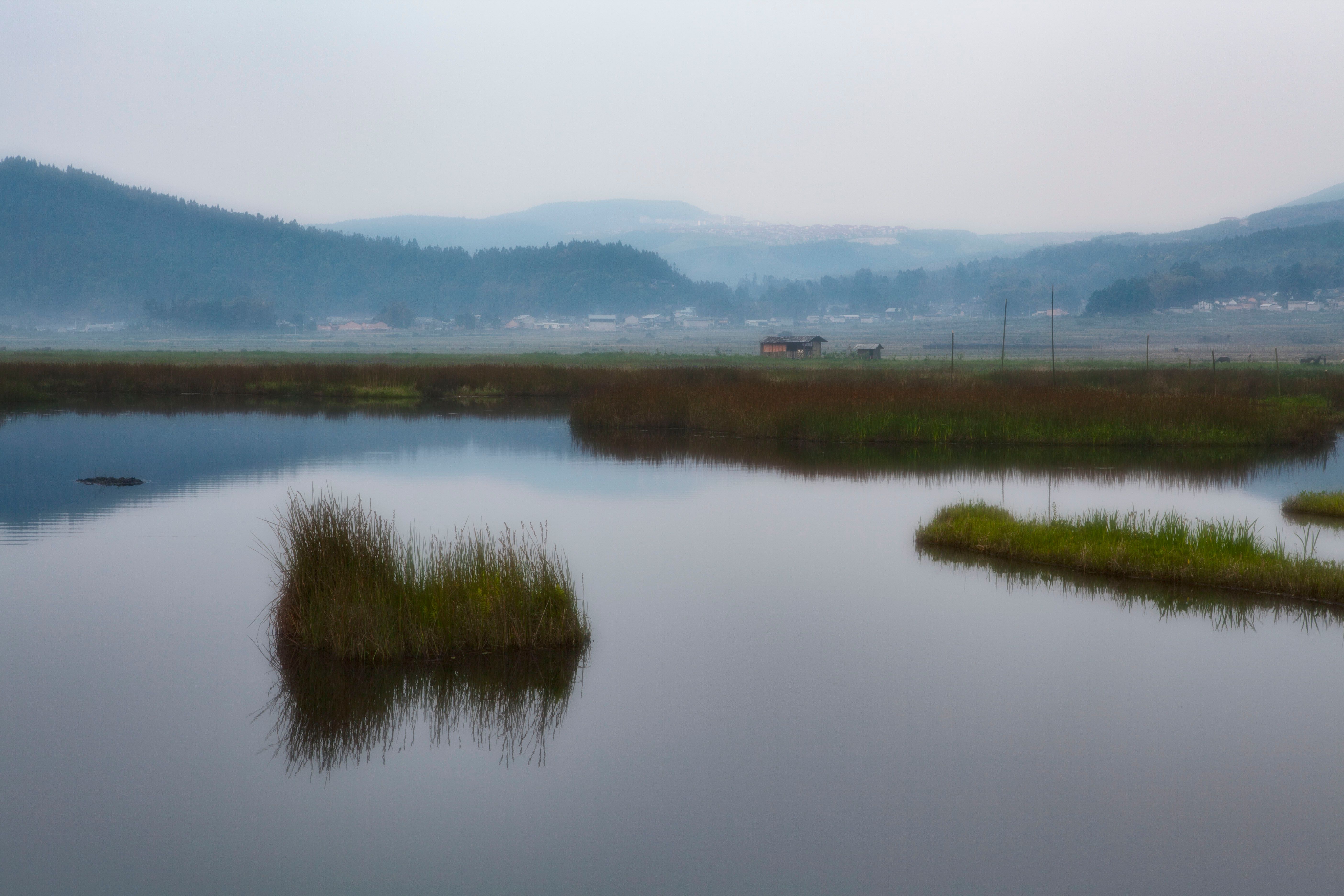 Rushes on Lake · Free Stock Photo