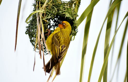 Sarı Ve Kara Kuşun Gama Fotoğrafçılığı