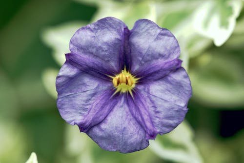 Free stock photo of flower, potato bush, purple