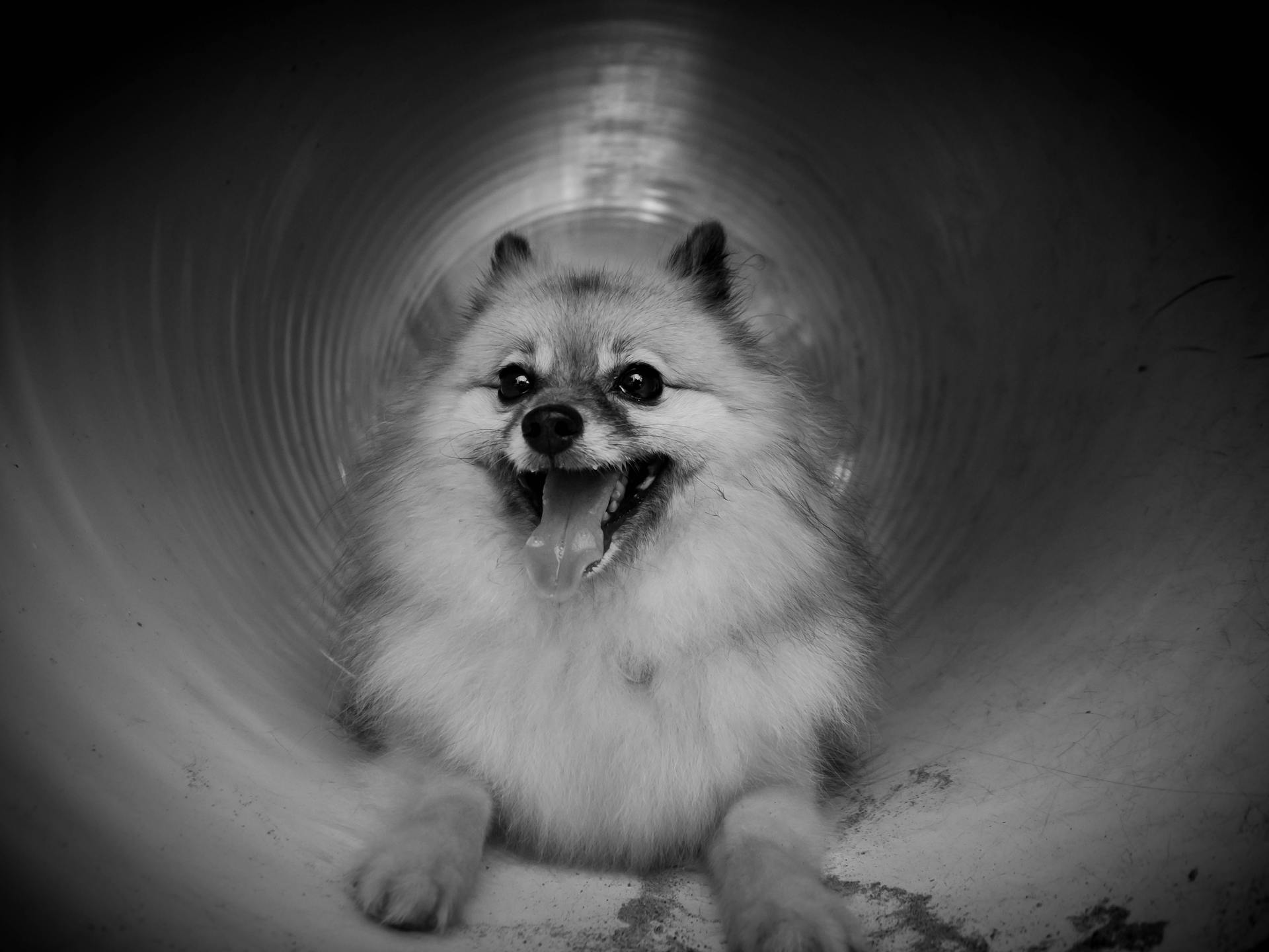 Grayscale Photo of a Cute Pomeranian Dog