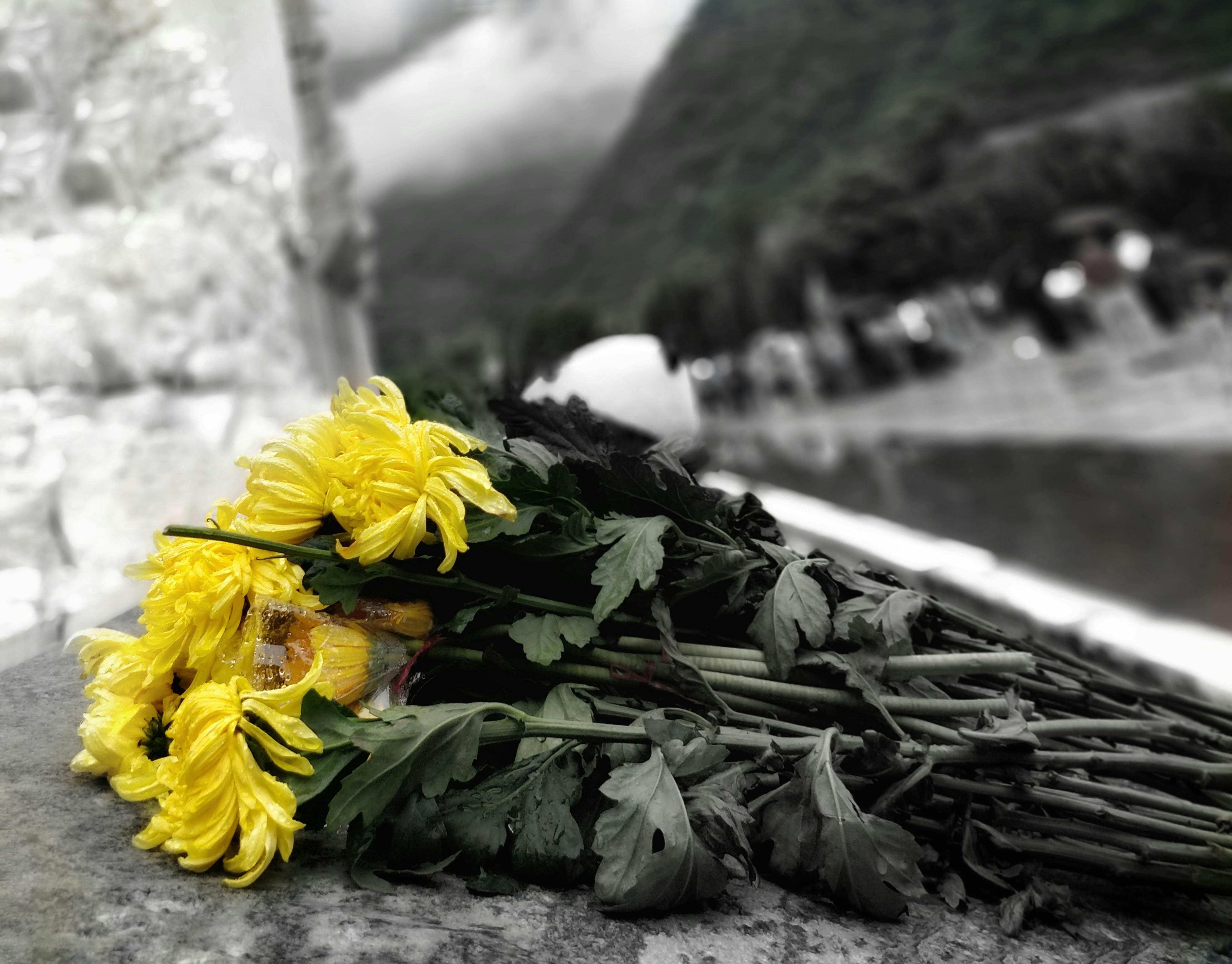 Unduh 7000 Wallpaper Bunga Kematian HD Paling Baru Unduh 7000 Wallpaper Bunga Kematian HD Paling Baru