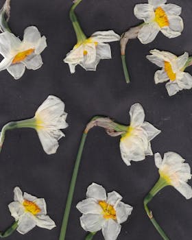 Close-up flat lay of white daffodils with yellow centers on a black background.