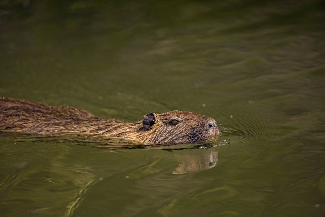 Close-Up Shot of a Brown Nutria on Water
