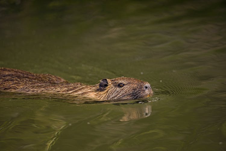 Close-Up Shot Of A Brown Nutria On Water
