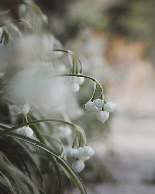 Foto stok gratis alam, batang, bunga putih