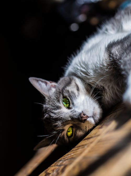 Gray Cat Lying Down On Floor