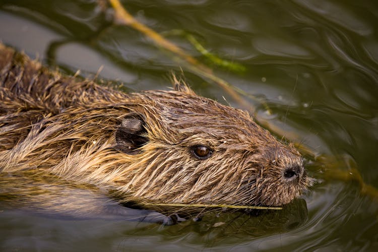 Close-Up Shot Of A Brown Nutria On Water