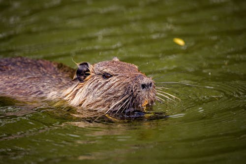 Close-Up Shot of a Brown Nutria on Water
