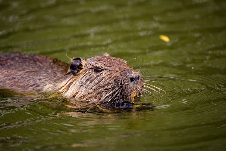 Close-Up Shot Of A Brown Nutria On Water
