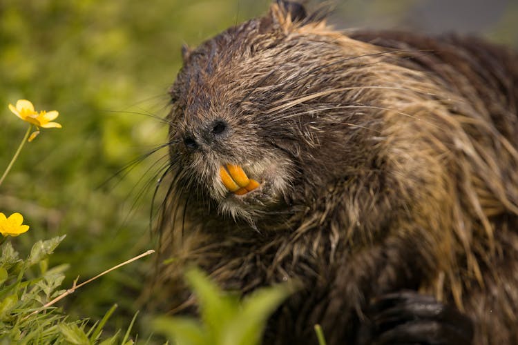 Close-Up Shot Of A Brown Nutria
