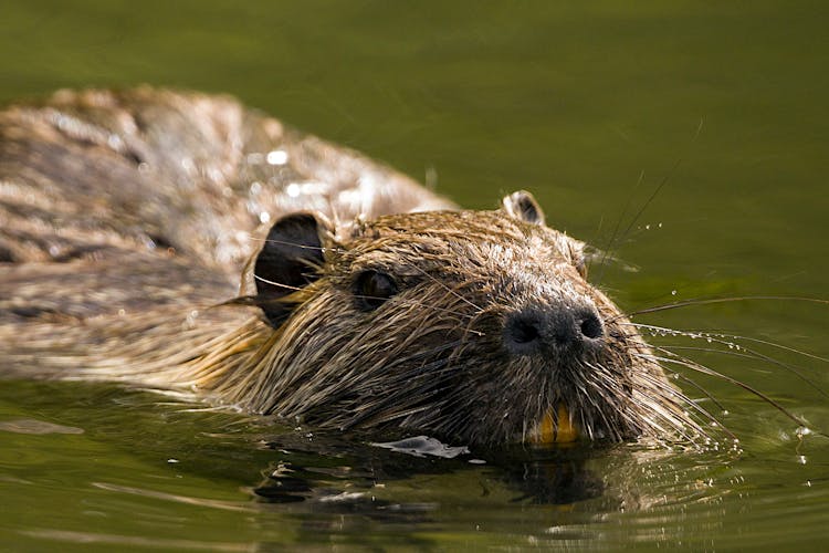 Close-Up Shot Of A Brown Nutria On Water