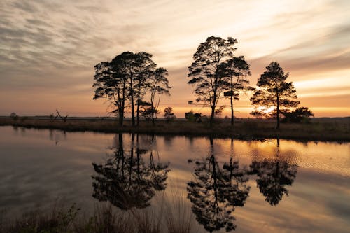 Безкоштовне стокове фото на тему «відображення води, дерева, Захід сонця» стокове фото