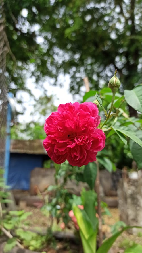 Безкоштовне стокове фото на тему «букет з троянд, зелений, красиві квіти»