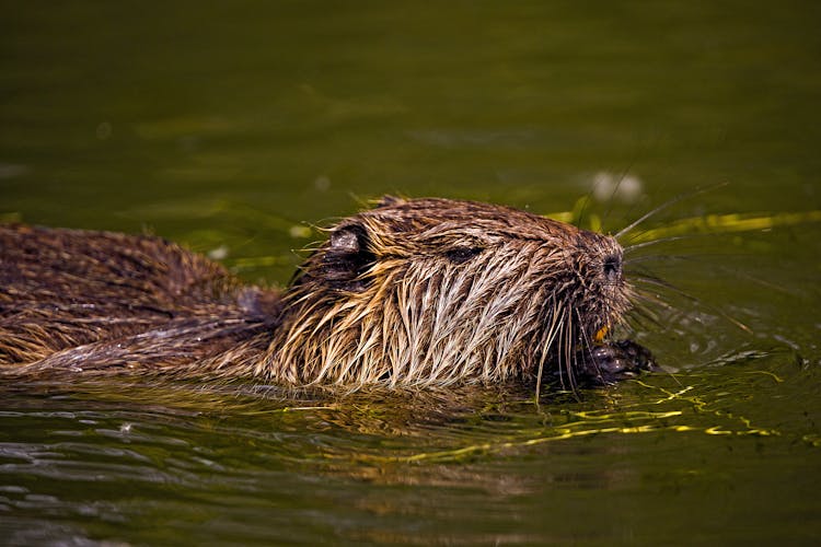 Eurasian Beaver Swimming On The Water