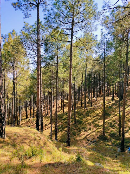 ağaçlar, doğa, orman içeren Ücretsiz stok fotoğraf