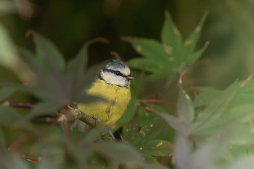 Eurasian Blue Tilt Bird Perched on a Green Plant