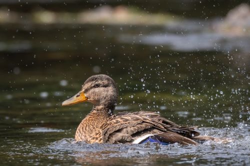 Free A mallard duck enjoying a splash in serene waters, captured in Bretagne, France. Stock Photo